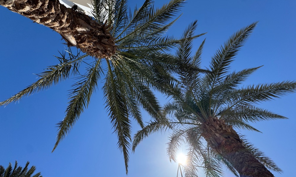 Palm Trees