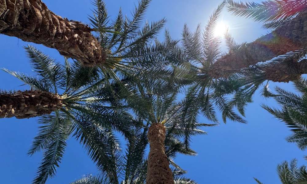 Palm Trees
